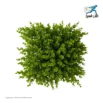 دیوار سبز مصنوعی شمشاد Mana Chaman