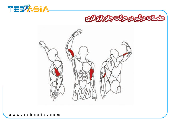 عضلات-درگیر-در-حرکت-جلو-بازو-لاری.