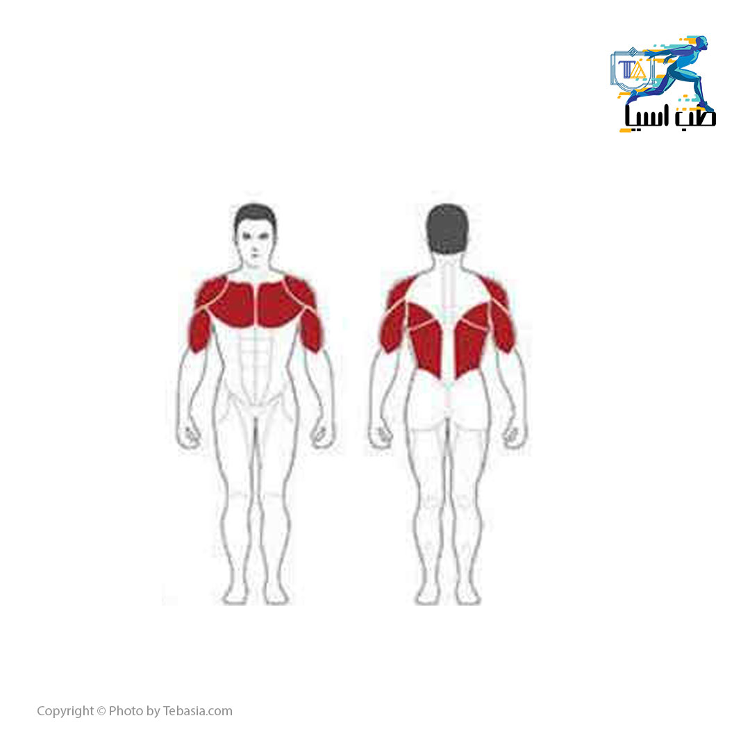 عضلات درگیر در فلای سینه 2 کاره