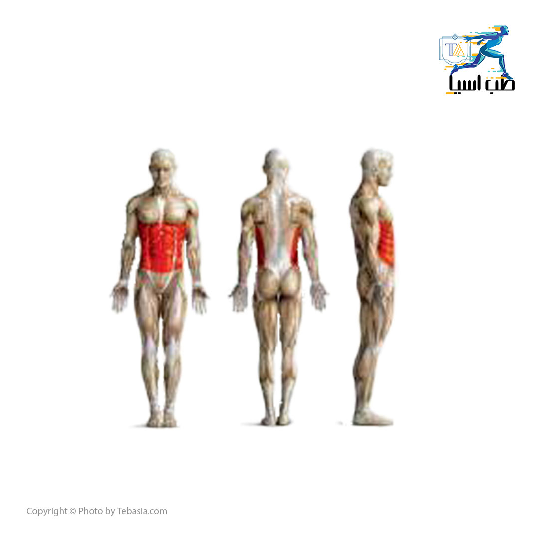 عضلات درگیر در حرکت شکم ریلی