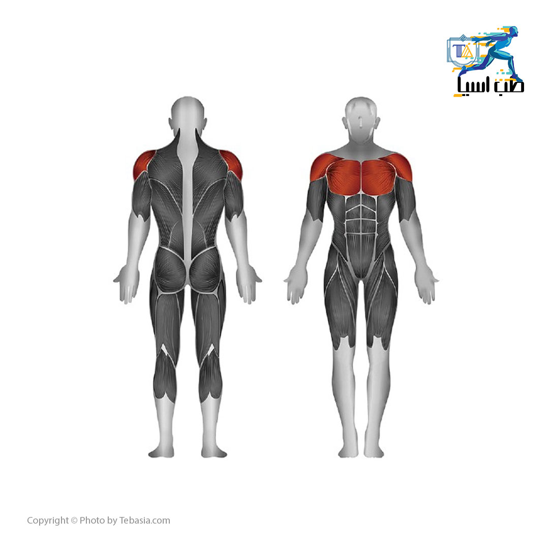عضلات درگیر در دستگاه قفسه سینه استیل فلکس مدل Steel Flex MPD-700