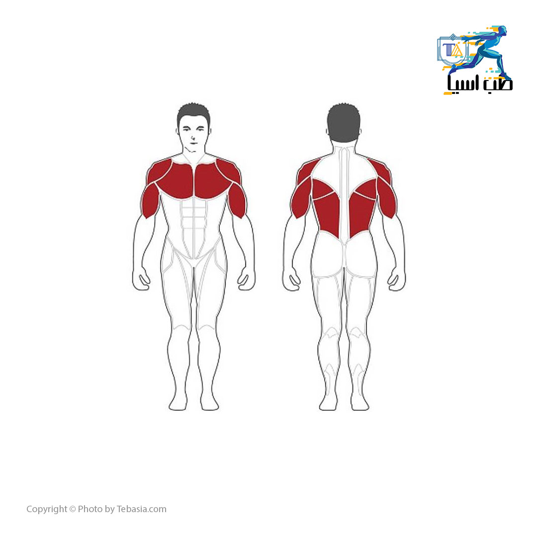 عضلات درگیر در دستگاه قفسه سینه چند منظوره مدل Steel Flex M3DFC