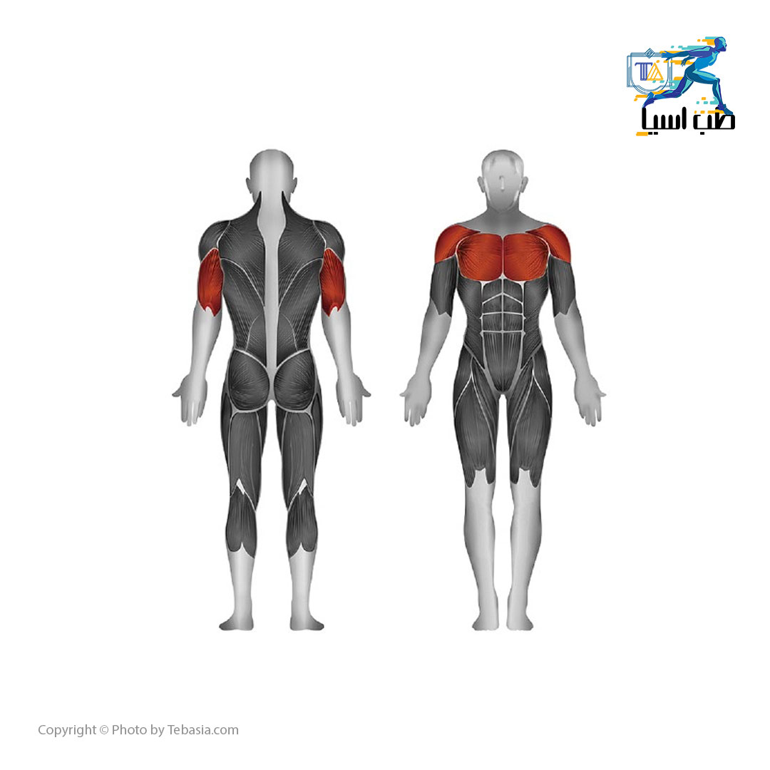 عضلات درگیر در دستگاه پرس سینه نشسته استیل فلکس مدل Steel Flex MBP-100