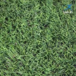 چمن مصنوعی 25 میل سوزنی طب آسیا