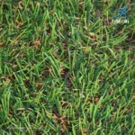 چمن مصنوعی 25 میل طب آسیا